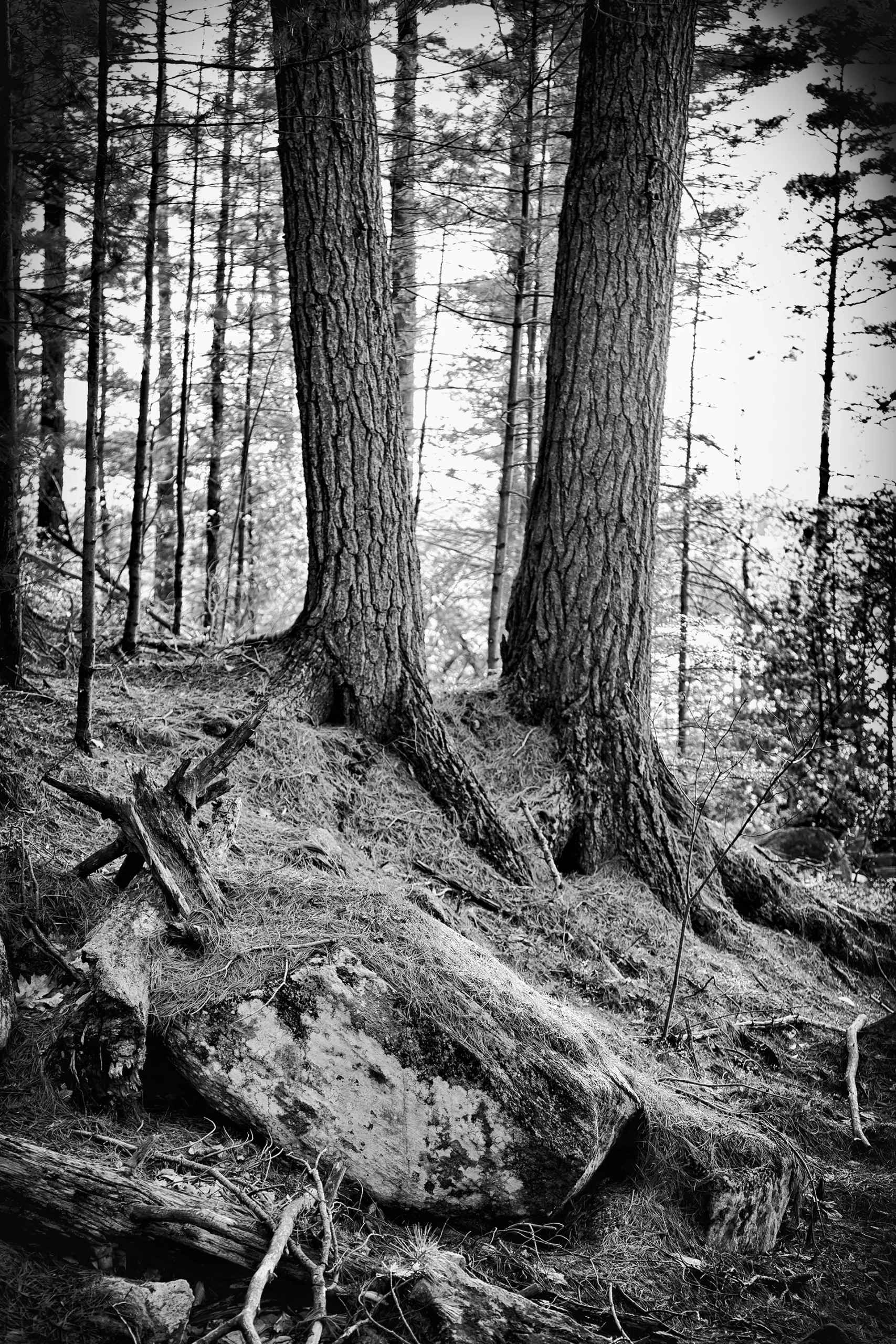 Birch Island